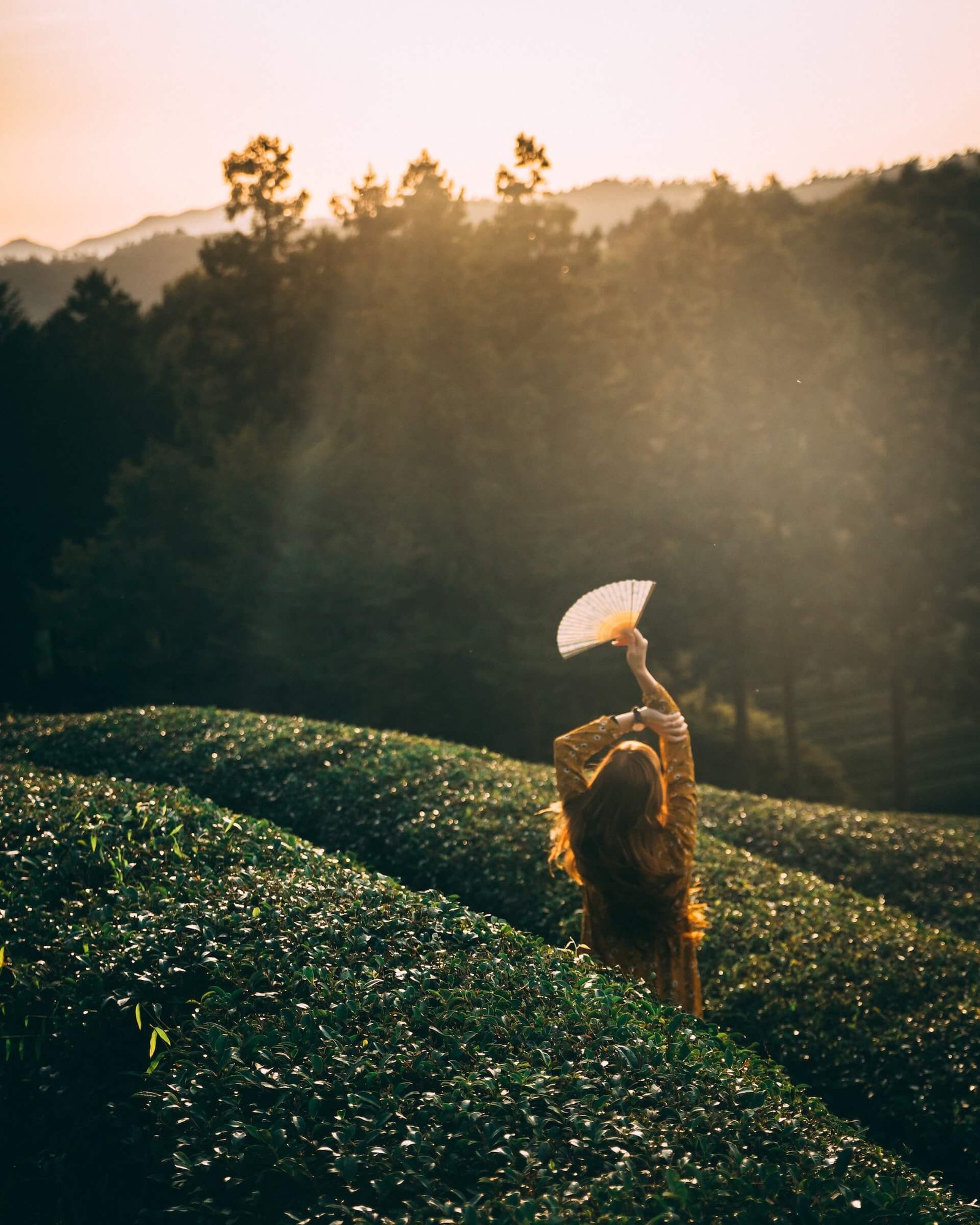 Frau steht in Teeplantage True Tea