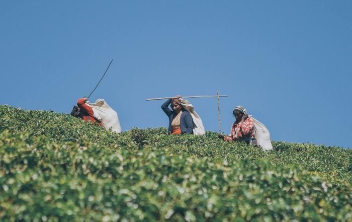 Frauen ernten Tee True Tea